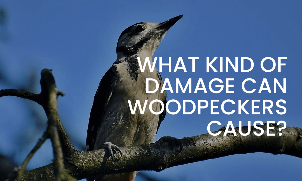 What Kind of Damage Can Woodpeckers Cause?