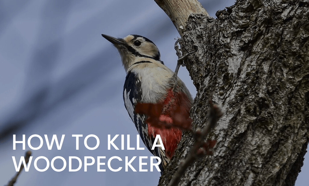 Home Woodpecker Removal