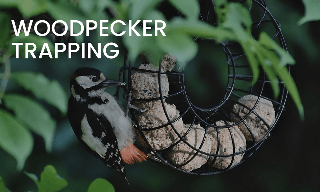 Woodpecker Trapping
